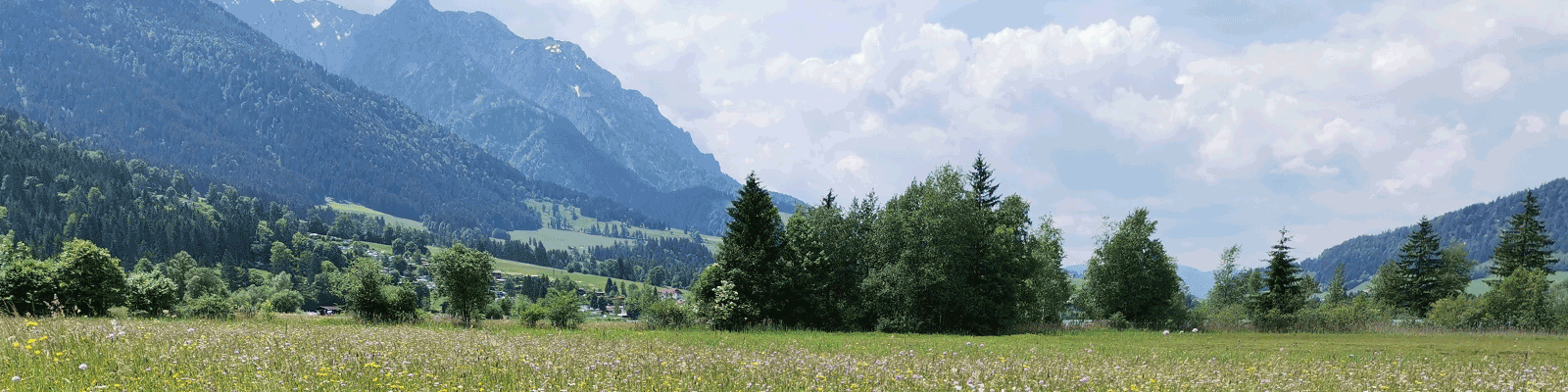 Flower fields